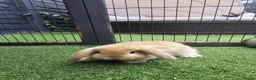 Mini Lop rabbits for sale: Beautiful mini lops for sale 💙🩷 - Advert 20