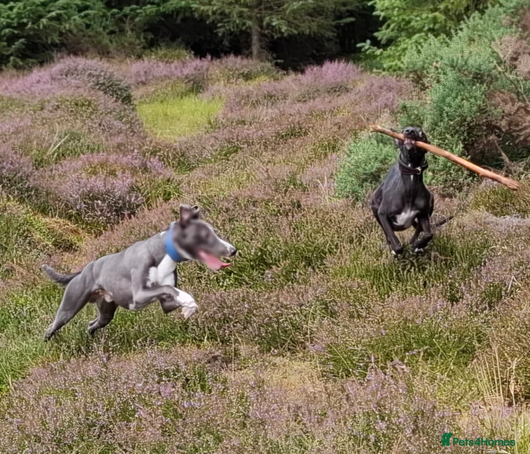 Whippet dogs for stud: Classy Smart Blue Boy 19.5tts.Sportingbred. - Advert 40