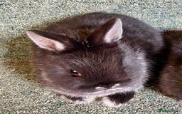Netherland Dwarf rabbits for sale: Netherland dwarf bucks - Advert 1