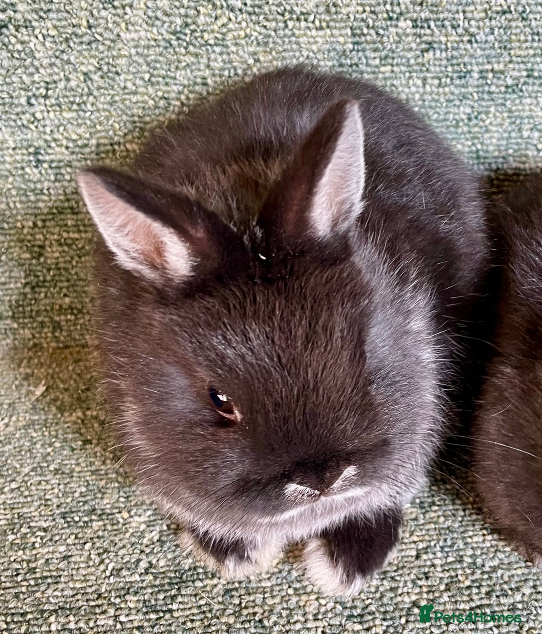 Netherland Dwarf rabbits for sale: Netherland dwarf bucks - Advert 1