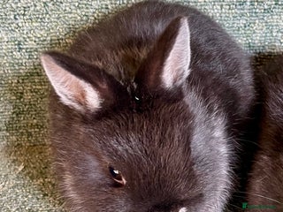 Netherland Dwarf rabbits for sale: Netherland dwarf bucks - Advert 2