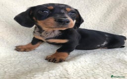 Dachshund dogs for sale: Dachshund puppies  - Image 22