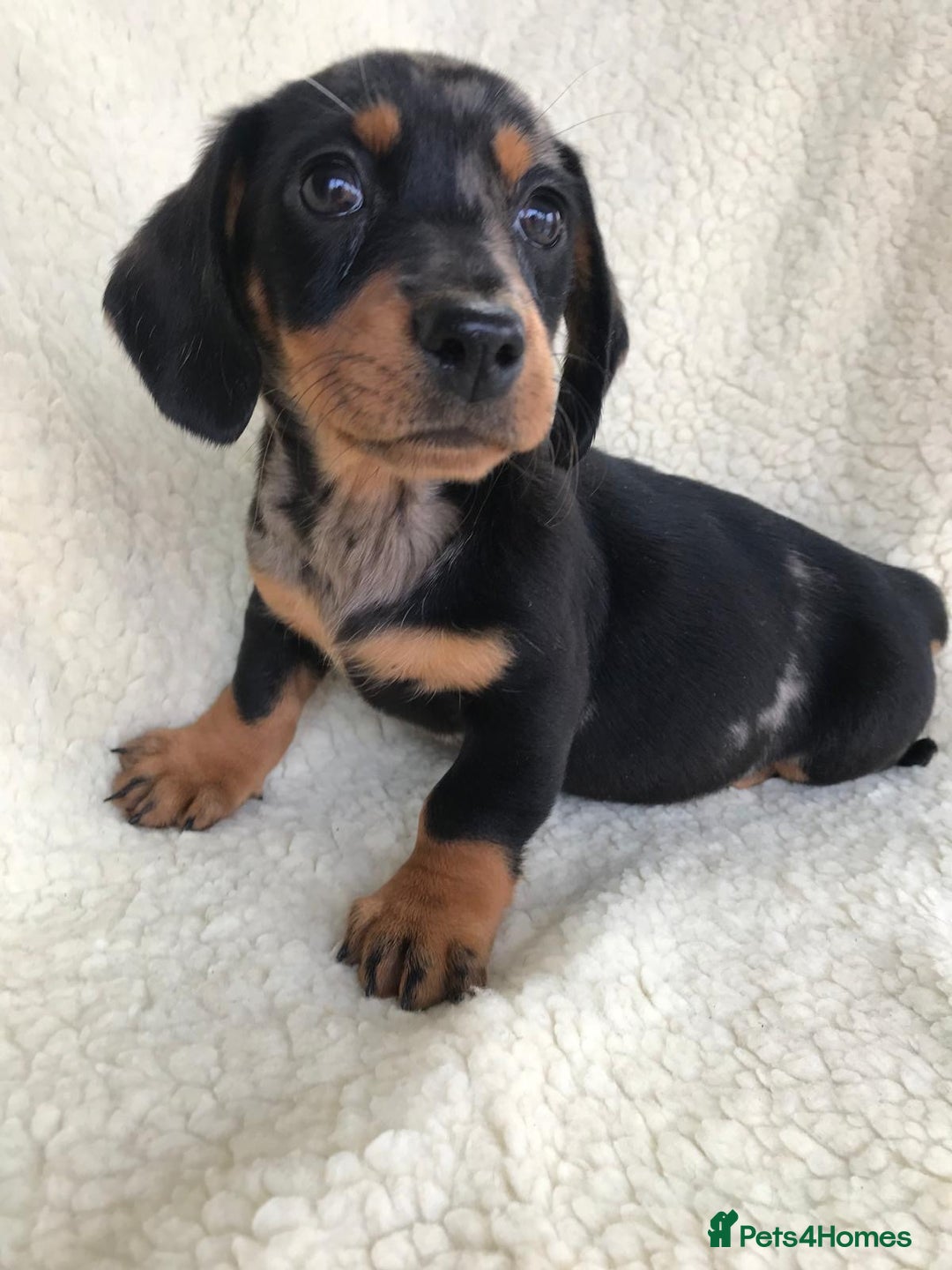 Dachshund dogs for sale: Dachshund puppies  - Image 22
