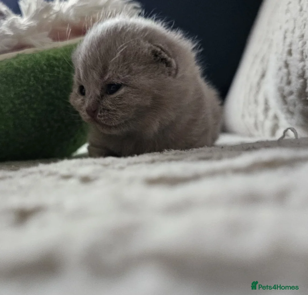 British Shorthair cats for sale: 🌟 Premium British Shorthair Kittens Available! 🌟 - Advert 5
