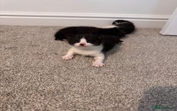 Mixed Breed cats for sale: 🐾 Half British Shorthair Kittens Available! 🐾 - Image 24