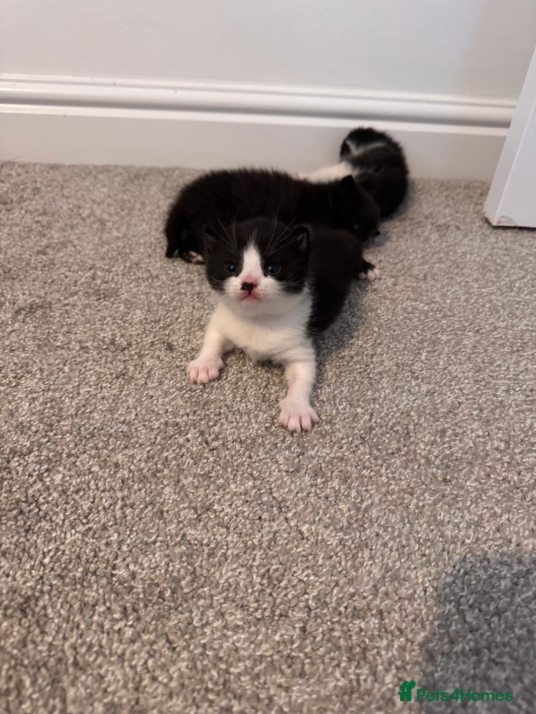 Mixed Breed cats for sale: 🐾 Half British Shorthair Kittens Available! 🐾 - Image 24