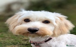 Cockapoo dogs for sale: Beautiful Tilly  - Image 2