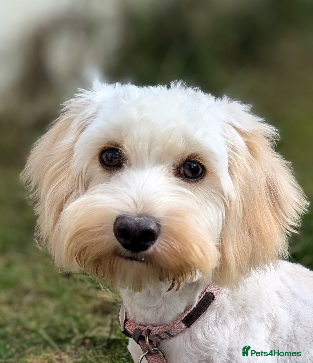 Cockapoo dogs for sale: Beautiful Tilly  - Image 2