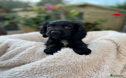 Sprocker dogs for sale: 5 beautiful sprocker puppies ✨️ 3 Boys Left 🩵 - Image 5