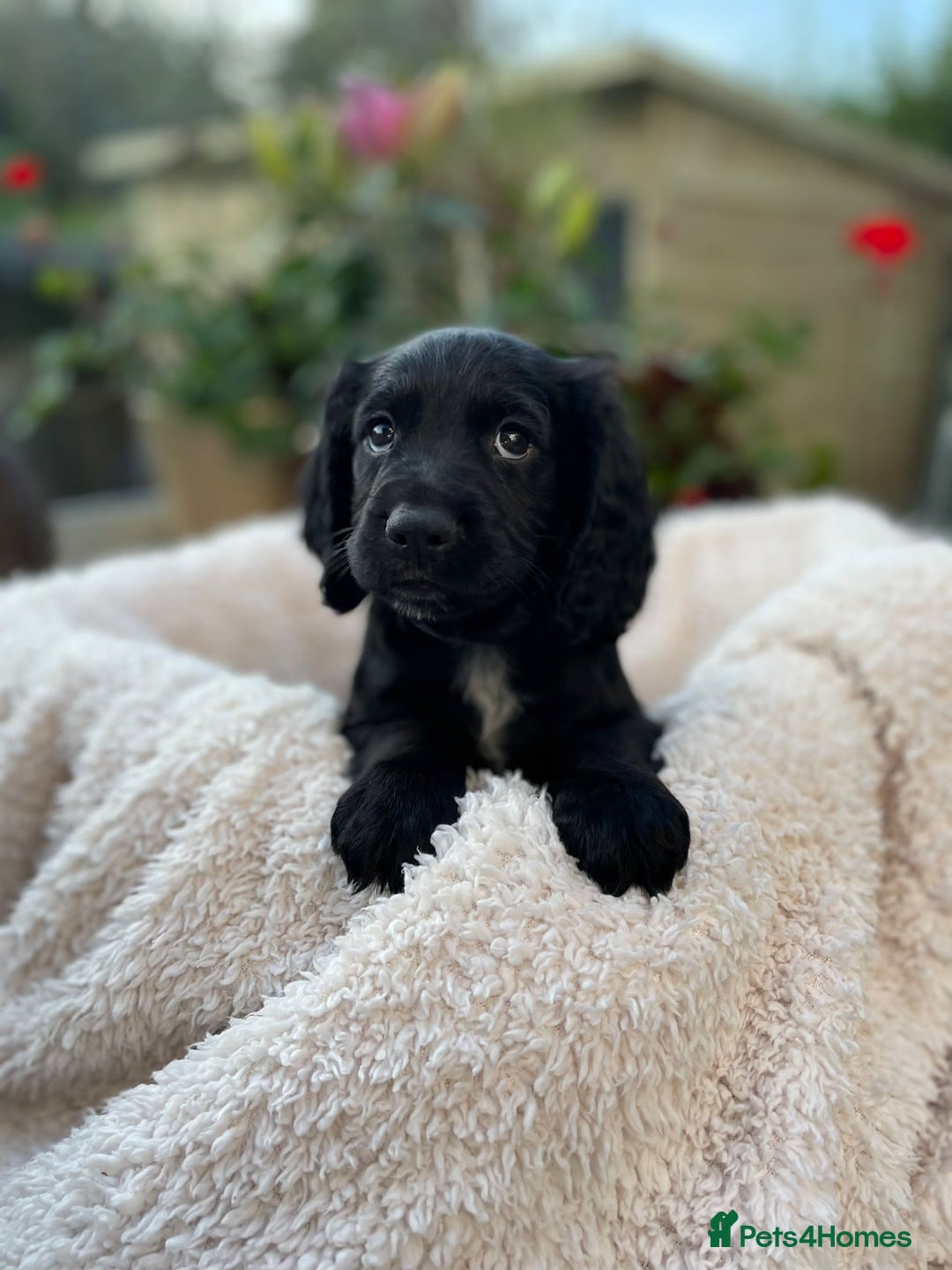 Sprocker dogs for sale: 5 beautiful sprocker puppies ✨️ 3 Boys Left 🩵 - Image 5