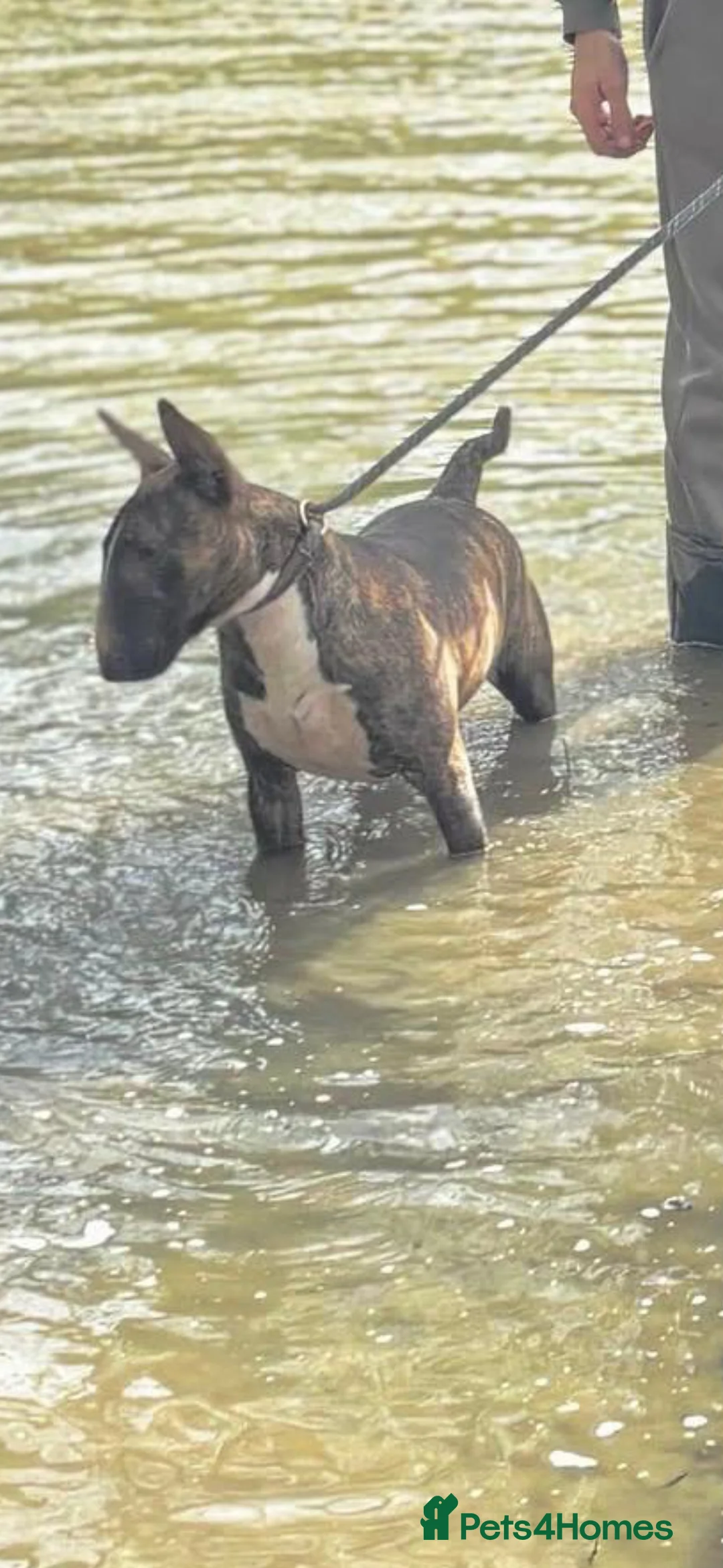 English Bull Terrier dogs for sale: KC English bullterriers puppys x5 - Advert 2