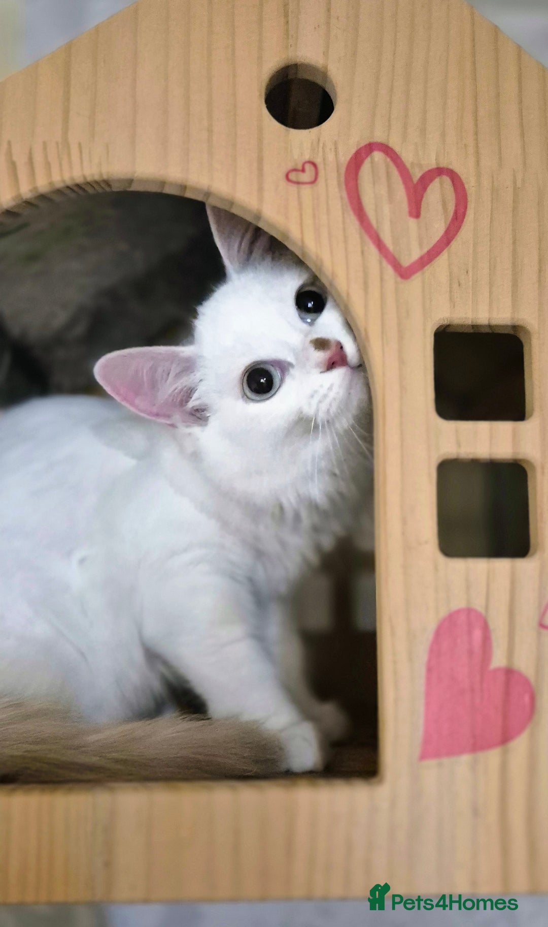 Munchkin cats for sale: Purebred TICA reg. Munchkin kittens ready to go  - Image 17