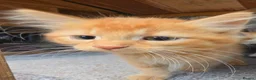 Persian cats for sale: Lovely half persian kitten - Advert 30