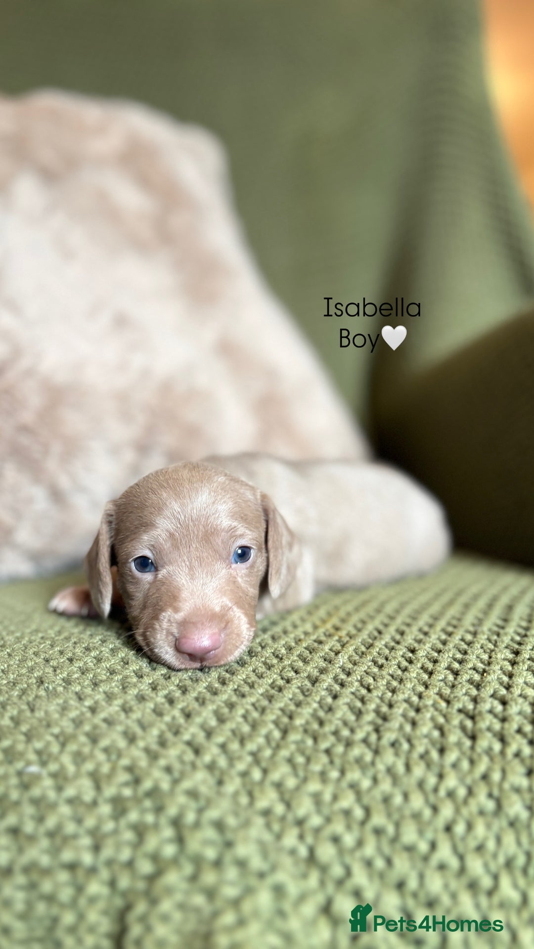 Miniature Dachshund dogs for sale: Smooth Haired Miniature Dachshunds - Advert 8