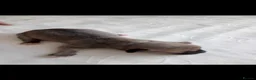 Mixed Breed dogs for sale: French jacks - Advert 8