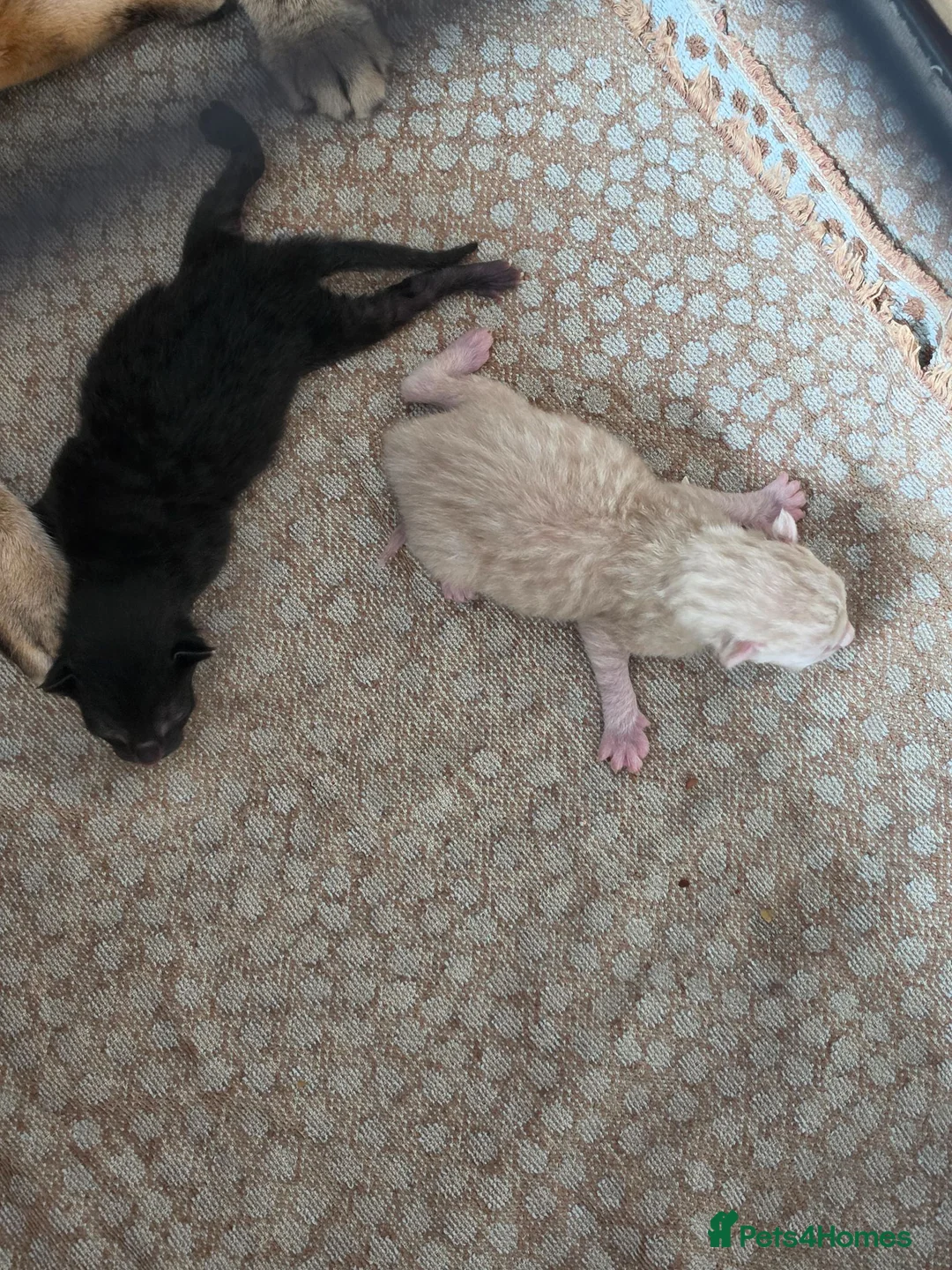 Bengal cats for sale: Bengal cross ragdoll kittens - Advert 5