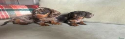 Miniature Dachshund dogs for sale: 4 miniature dachshunds - Advert 23