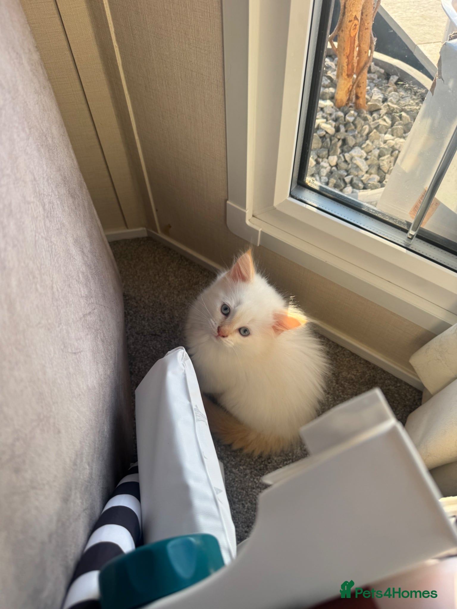 Ragdoll cats Ragdoll × Maine Coon Kittens for Sale flame point - Advert 10