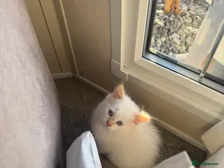 Ragdoll cats Ragdoll × Maine Coon Kittens for Sale flame point - Advert 12