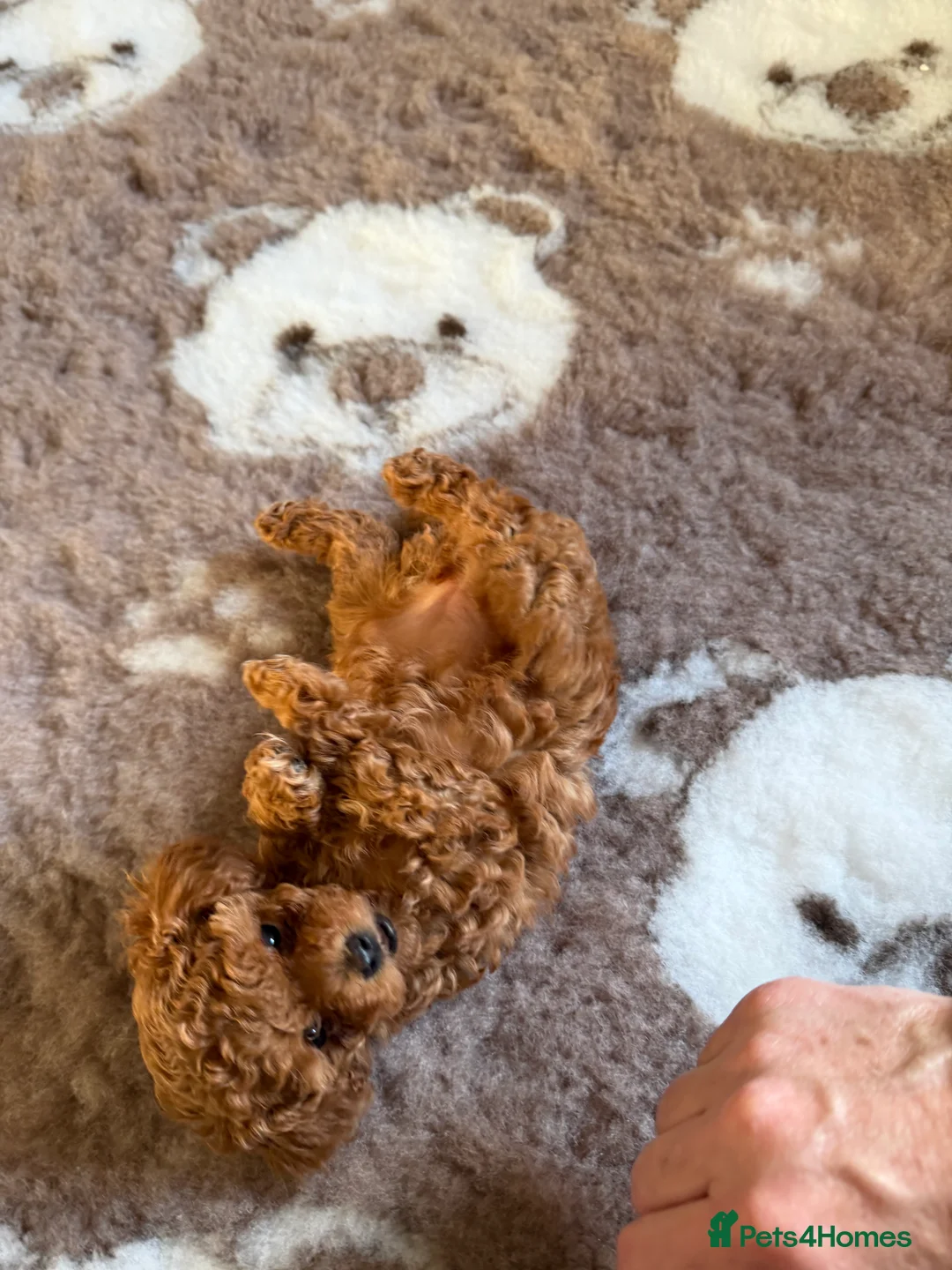 Toy Poodle dogs for sale: Outstanding KC reg Red Toy Poodles  - Advert 20