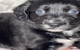 Mixed Breed dogs for sale: Border collie/Cocker Spaniel  - Image 12