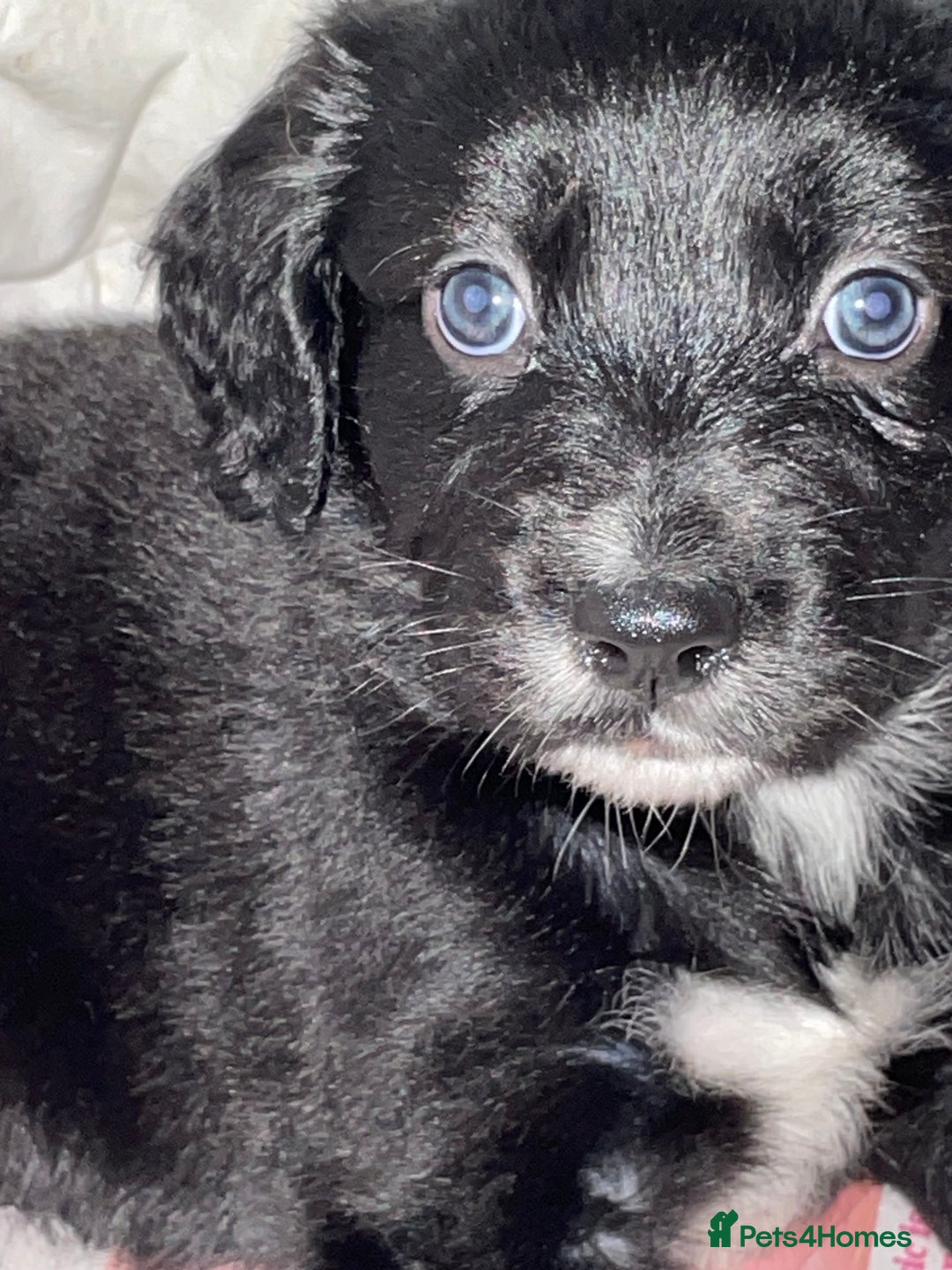 Mixed Breed dogs for sale: Border collie/Cocker Spaniel  - Image 12