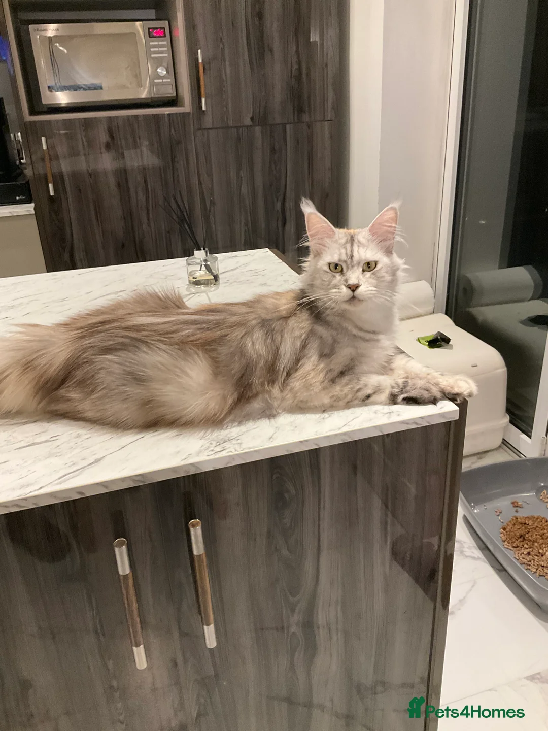 Maine Coon cats for sale: Beautiful large pure  **  Day Maine coons - Advert 2