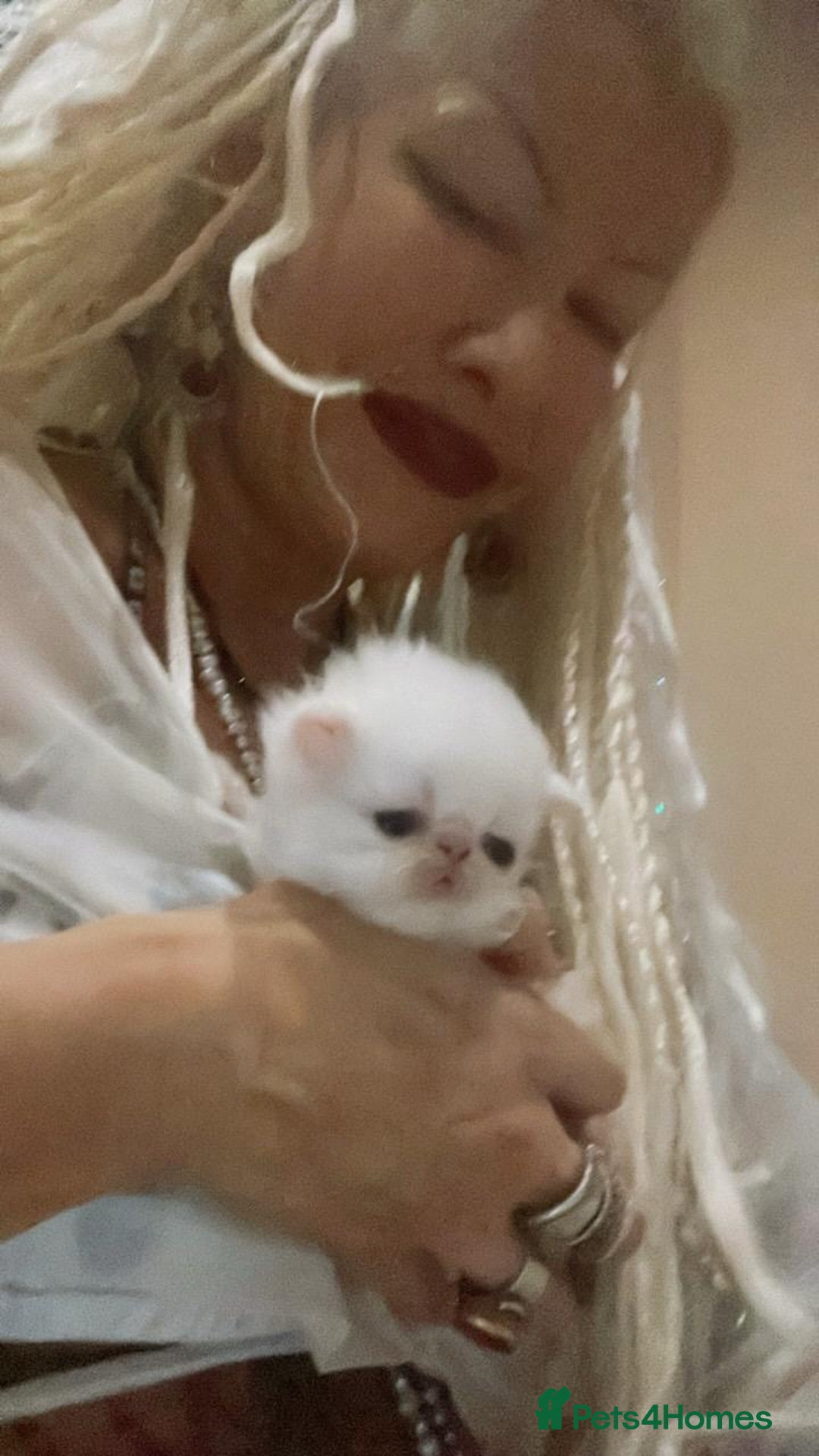 Persian cats for sale: ♥️🍃 ꨁ EXOTIC PERSIAN DOLL FACE KITTENS FOR SALE - Advert 24