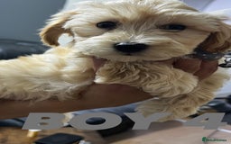 Maltipoo dogs for sale: Gourgeous maltipoo litter 🐶🐾 - Image 10