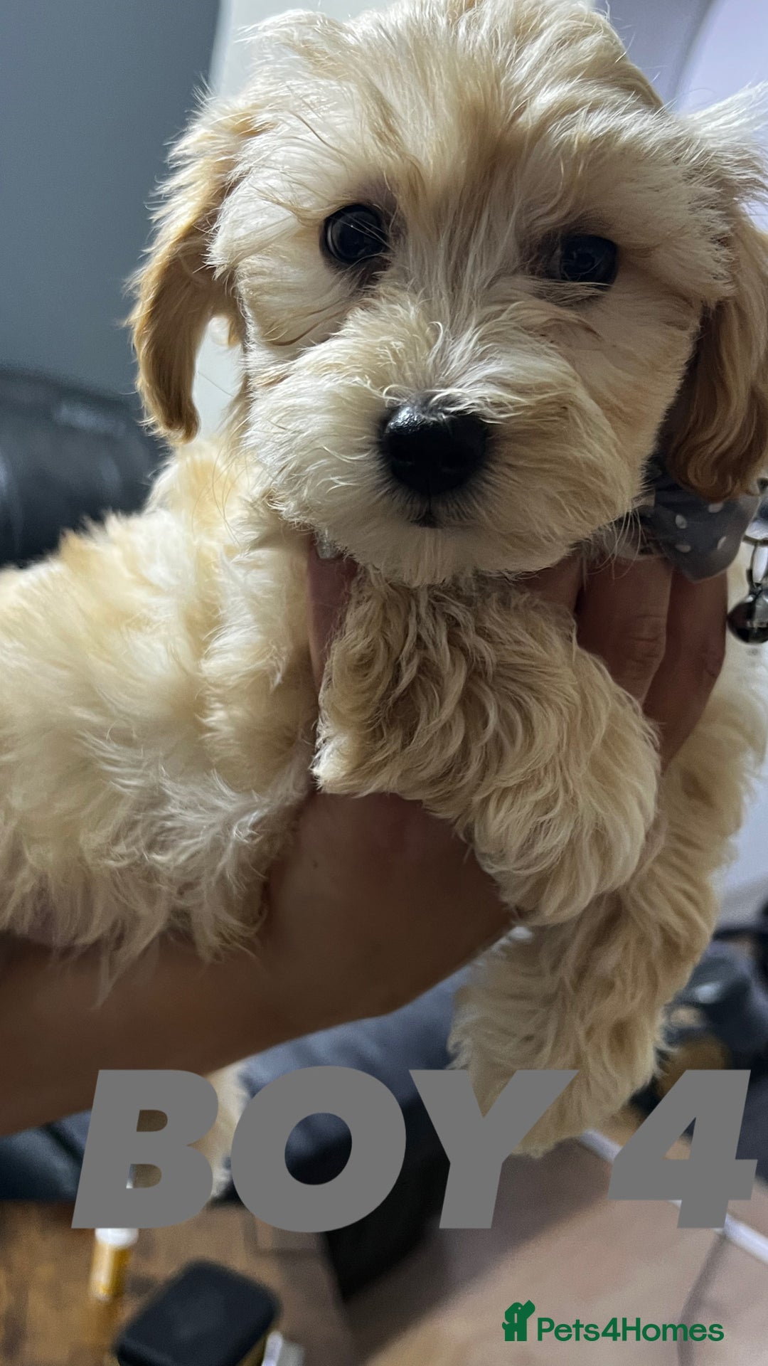 Maltipoo dogs for sale: Gourgeous maltipoo litter 🐶🐾 - Image 10