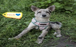 Mixed Breed dogs for adoption: 💙🐶 NICK AND MAILY 🐶💖 - Image 6
