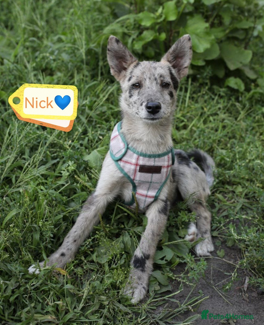Mixed Breed dogs for adoption: 💙🐶 NICK AND MAILY 🐶💖 - Image 6