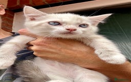 Mixed Breed cats for sale: Persian cross Ragdoll kittens real stunners - Image 11