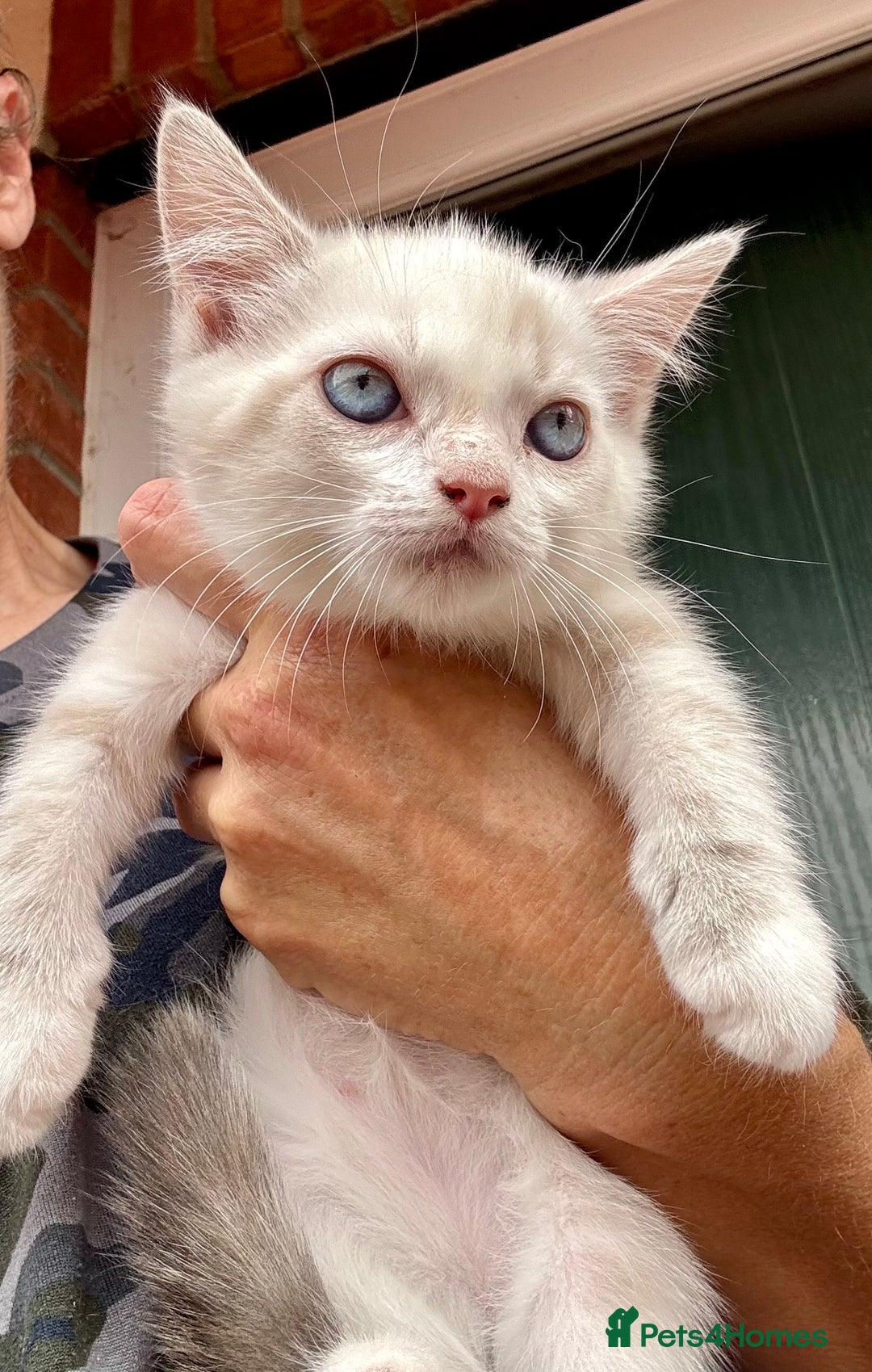 Mixed Breed cats for sale: Persian cross Ragdoll kittens real stunners - Image 11