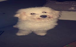 Bichon Frise dogs for stud: Bishon friese mix stud - Image 3