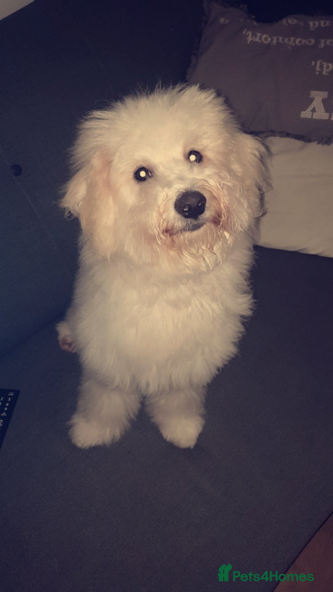 Bichon Frise dogs for stud: Bishon friese mix stud - Image 3
