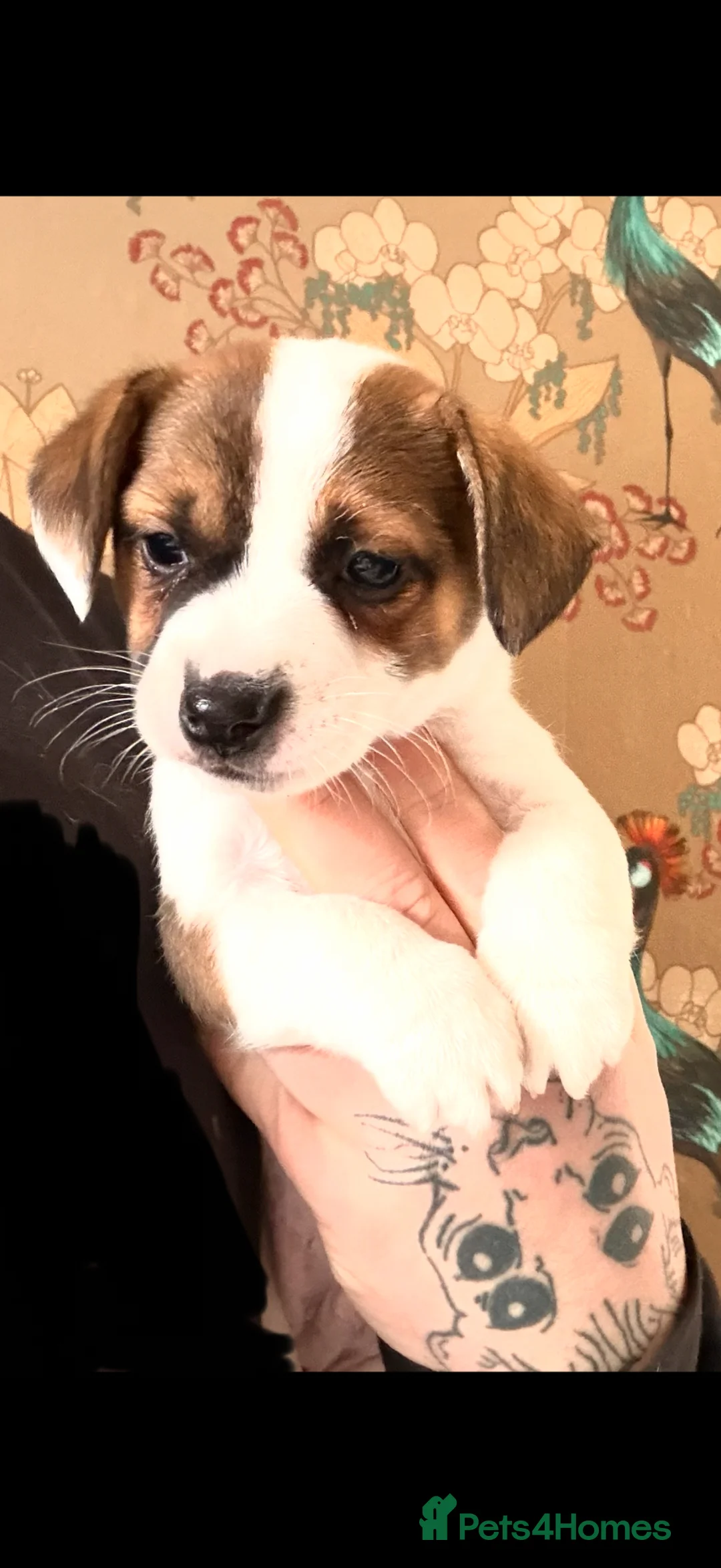 Jack Russell dogs for sale: ***Traditional Jack Russell*** - Advert 2