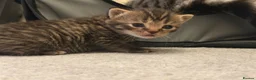 Scottish Fold cats for sale: Scottish Fold Kittens for Sale - Advert 15