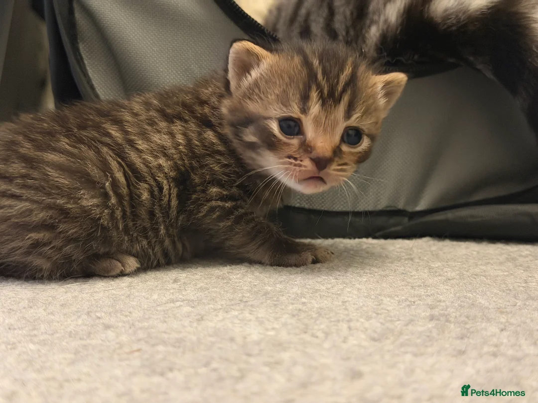 Scottish Fold cats for sale: Scottish Fold Kittens for Sale - Advert 15