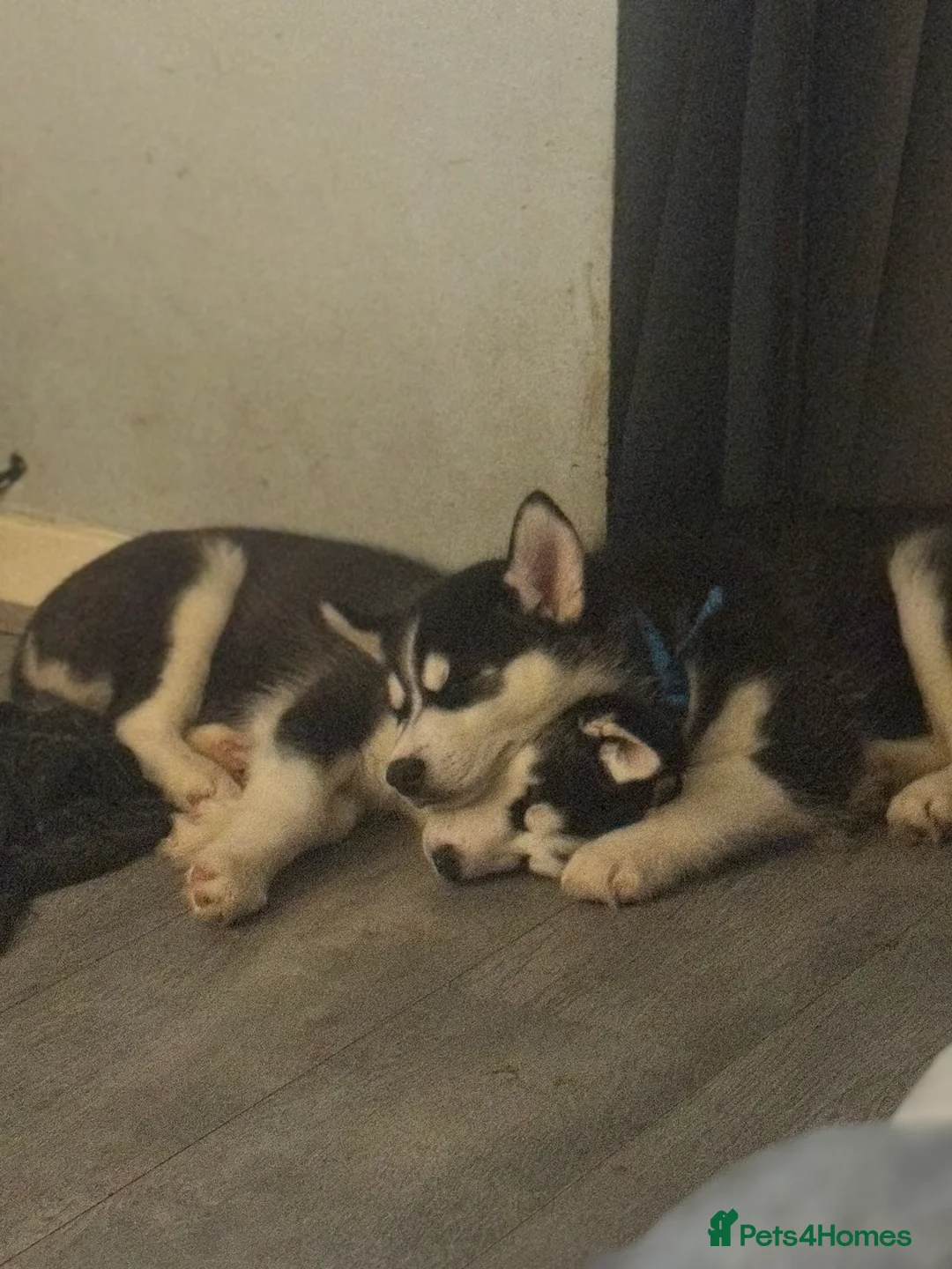 Siberian Husky dogs for sale: 2 husky pups for sale  - Advert 3