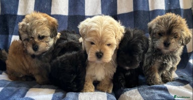 Maltipoo dogs - Advert 8