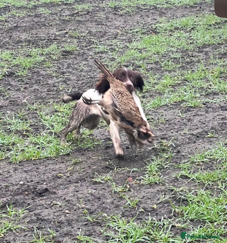 English Springer Spaniel dogs Fully trained ESS - Advert 5