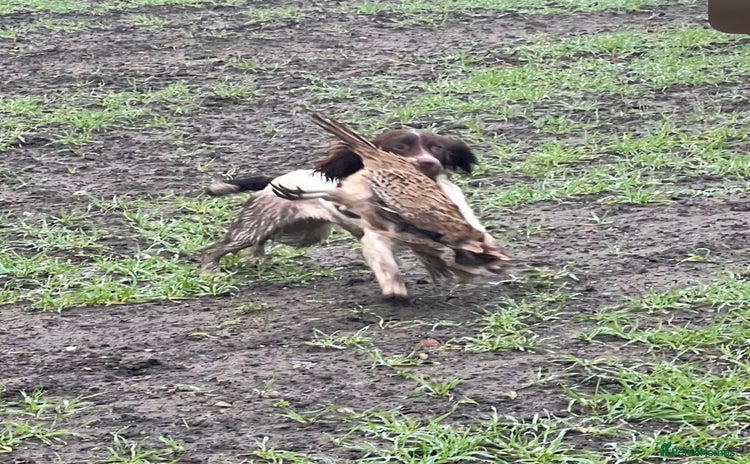 English Springer Spaniel dogs - Advert 1