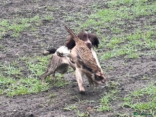 English Springer Spaniel dogs - Advert 1