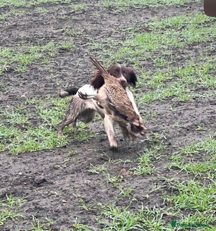 English Springer Spaniel dogs - Advert 1