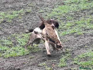 English Springer Spaniel dogs Fully trained ESS - Advert 11