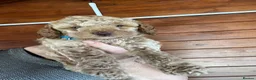 Cockapoo dogs for sale: Stunning Cockapoo Puppies - Advert 18