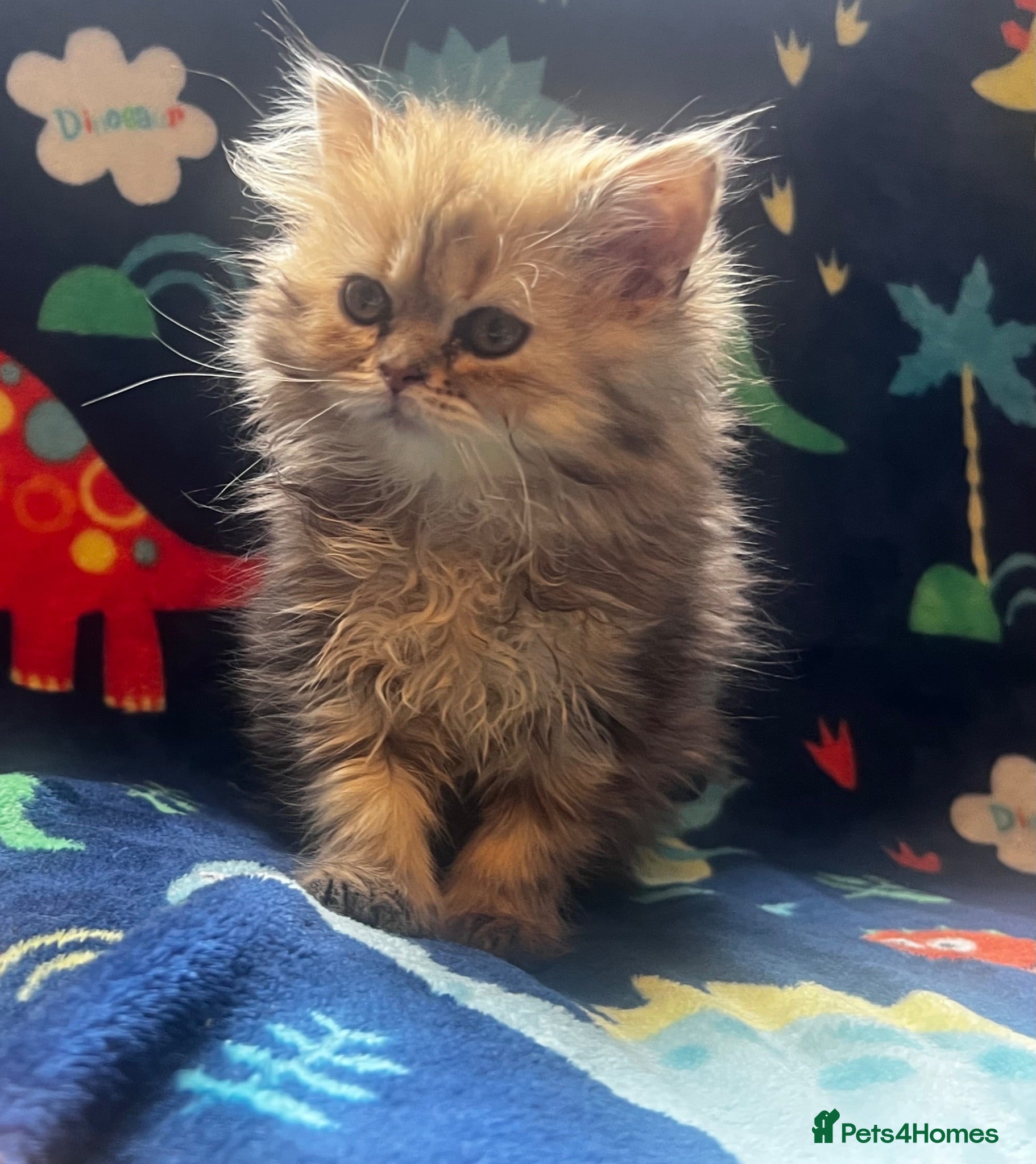 Persian cats  PERSIANS 🌸🌷💐🌹🌼BLUE EYES - Advert 2