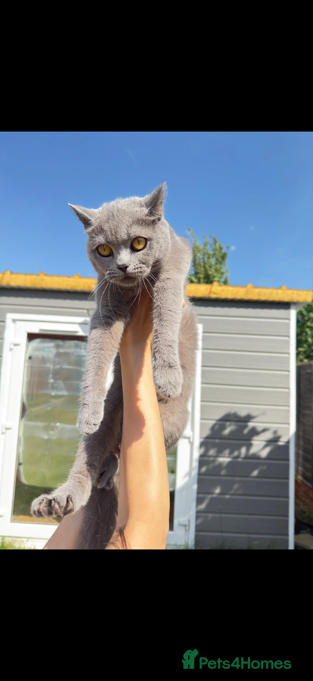 British Shorthair cats for sale: Beautiful female BSH 250£ - Advert 2