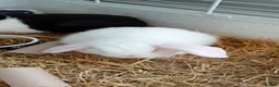 Mini Lop rabbits for sale: Cuddle beautiful mini lop bunnies  - Advert 7